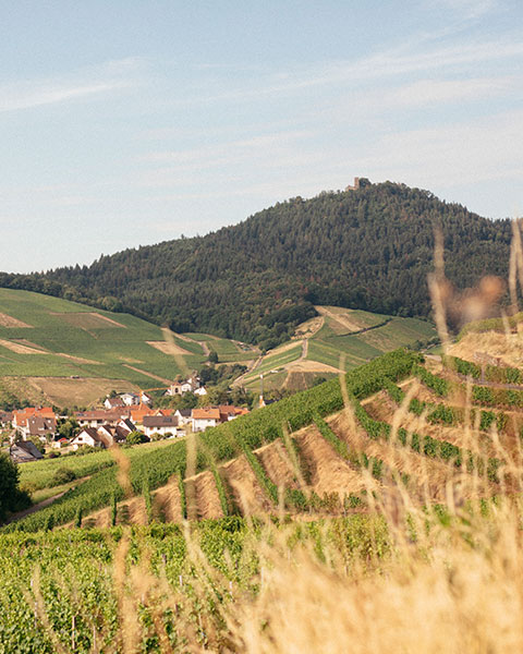 Eindruck vom Weingut Maier